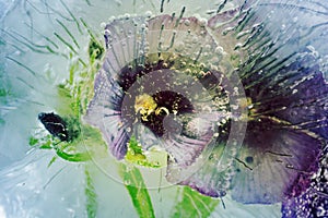 Pansies flowers chained in ice by severe frost.