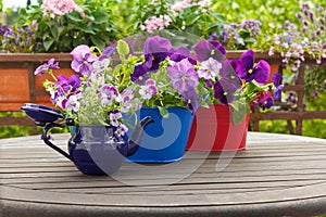 Pansies flowers viola pots background