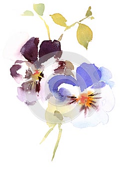 Pansies Flowers Watercolor Hand Drawn