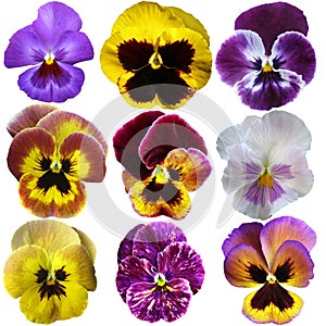 Pansies photo