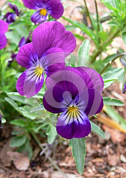 Pansies in the Garden