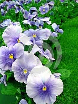 Pansies in Garden photo