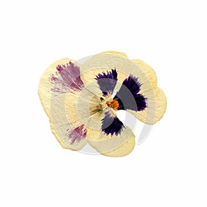 Pansies garden flowers summer mood