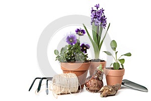 Pansies and Hyacinth With Gardening Tools