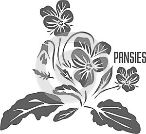 Pansies officinalis vector illustration