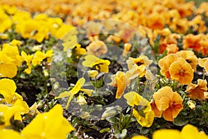 Pansies in the park