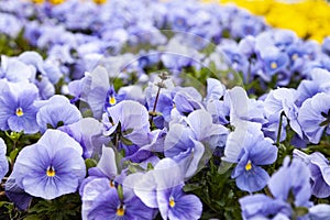 Pansies in the park