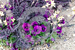 Pansies in a park
