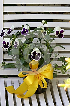 Pansies in a pot with a yellow ribbon on a garden bench