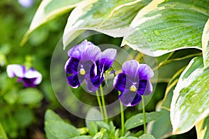 Pansies purple flower single on a green background, isolate . close - up of a flower, space for text