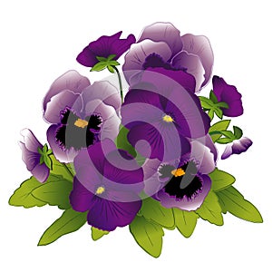 Pansies, Purple and Lavender Spring Flowers