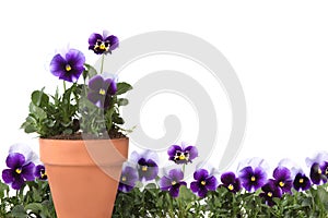 Pansies in a Row and in a Clay Pot