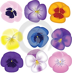 Pansies set