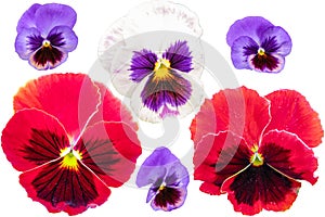 Pansies set isolated on white background. Viola tricolor red blue yellow macro closeup