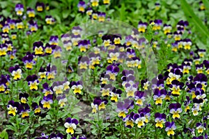 Pansies in a spring garden