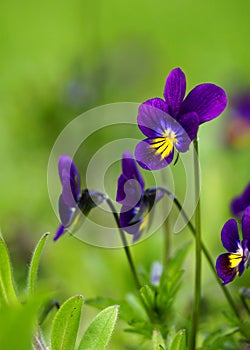 Pansies in Spring photo