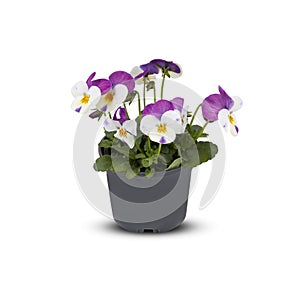 Pansies Viola Bouquet Flower Indoor plants in pots cut out isolated white background with clipping path