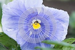 Pansies, viola delicate