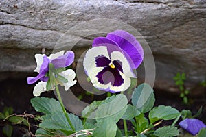 Pansies: Viola  in purple and white with rock as background