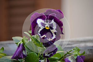 Pansies: Viola  in purple, white and yellow