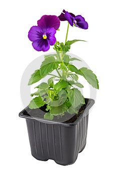 Pansies viola tricolor flower in plastic pot, isolated. photo