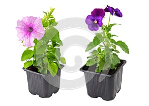 Pansies viola tricolor and Petunia flowers in plastic pots, isolated