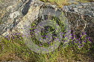 Pansies Viola tricolor on the stones of Hanko peninsula, Finland