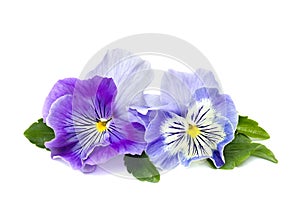 Pansies Viola tricolor var. hortensis on a white background with space for text