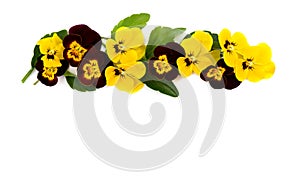 Pansies Viola tricolor var. hortensis on a white background with space for text