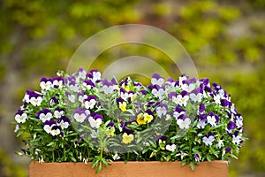 Pansies (Viola tricolor) photo