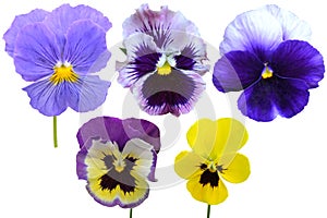 Pansies Violets flowers