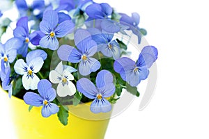 Pansies Violets flowers