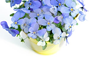 Pansies Violets flowers