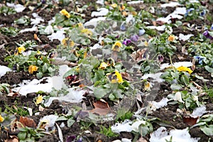 Pansies in winter