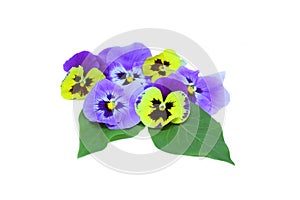 Pansies