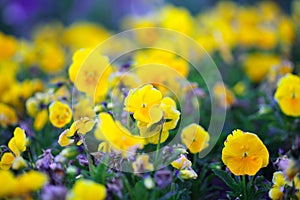 Pansis flower in garden. Soft focus nature Backgroun