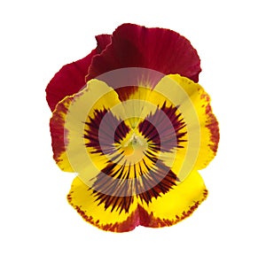 Pansy
