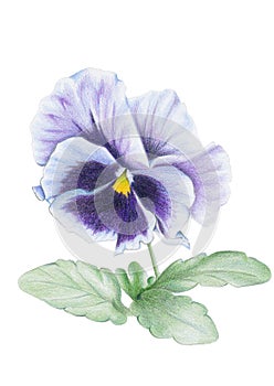 Pansy