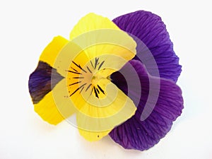 Pansy