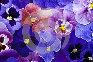 Pansy