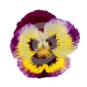 Pansy