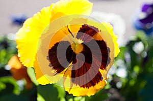 Pansy