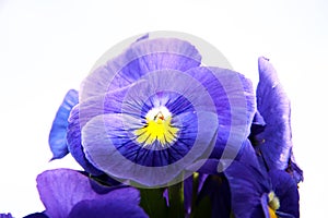 Pansy is a amazing flower and its colour combination is great. Viola tricolor var. hortensis. Viola Wittrockianna isolated on