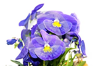 Pansy is a amazing flower and its colour combination is great. Viola tricolor var. hortensis. Viola Wittrockianna isolated on