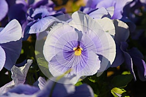 Pansy is a amazing flower and its colour combination is great. Viola tricolor var. hortensis. Viola Wittrockianna Pansy.