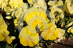 Pansy is a amazing flower and its colour combination is great. Viola tricolor var. hortensis. Viola Wittrockianna Pansy.