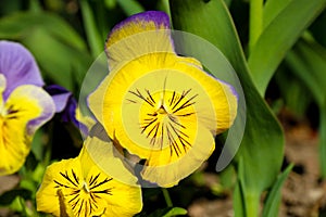 Pansy is a amazing flower and its colour combination is great. Viola tricolor var. hortensis. Viola Wittrockianna Pansy.