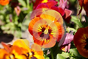 Pansy is a amazing flower and its colour combination is great. Viola tricolor var. hortensis. Viola Wittrockianna Pansy.