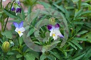 Pansy Flowers, Viola x wittrockiana. photo
