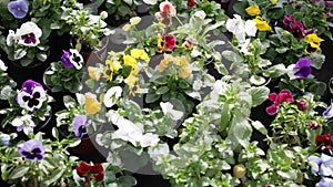 pansy blossoming. Colorful plantation of flowers cultivated in pots in greenhouse